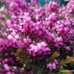 Heather And Heath Plant Guide