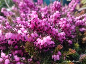 Heather - Erica x darleyensis (heath) Kramers Red (photo by Rosana Brien / My Garden Plot)