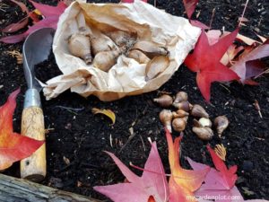 Read more about the article How To Plant Bulbs