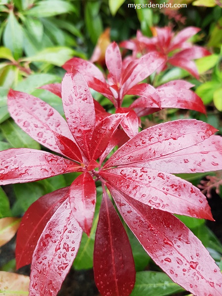 Pieris japonica 'Katsura' with dark red new growth and white lilac flowers (photo by Rosana Brien / My Garden Plot)