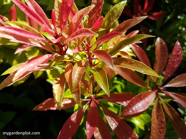 Pieris japonica 'Mountain Fire' (photo by Rosana Brien / My Garden Plot)