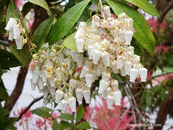 Pieris (Lily-of-the-Valley Shrub) Flowers (photo by Rosana Brien / My Garden Plot)