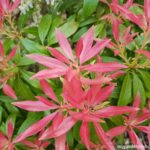 Pieris Shrub Guide