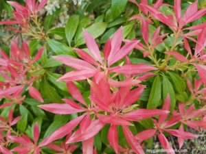 Pieris (Lily-of-the-Valley Shrub) Foliage (photo by Rosana Brien / My Garden Plot)