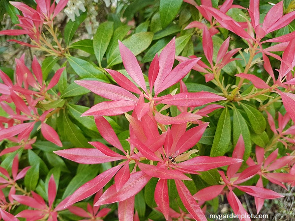 You are currently viewing Pieris Shrub Guide