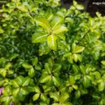 Pittosporum Growing Guide