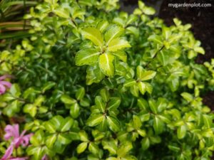 Read more about the article Pittosporum Growing Guide