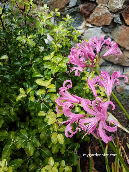 Pittosporum tenuifolium Gold Star and Nerine bowdenii - Fall Garden Display (photo by Rosana Brien / My Garden Plot)