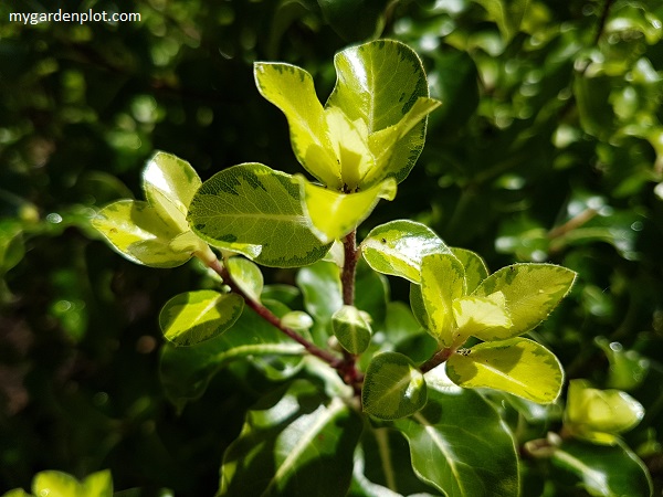 Pittosporum tenuifolium ‘Gold Star’ Foliage (photo by Rosana Brien / My Garden Plot)