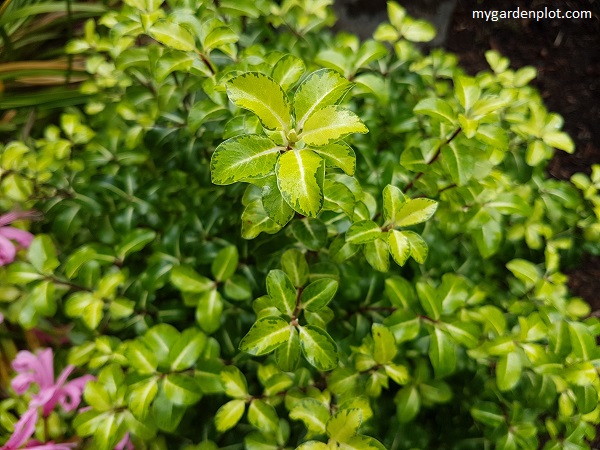 You are currently viewing Pittosporum Growing Guide