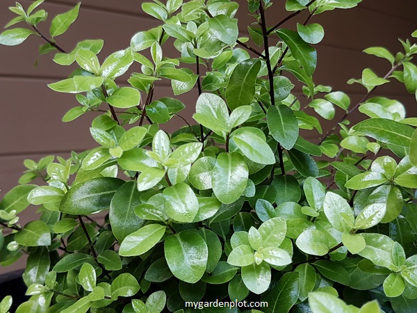 Pittosporum tenuifolium ‘Golf Ball’ (photo by Rosana Brien / My Garden Plot)