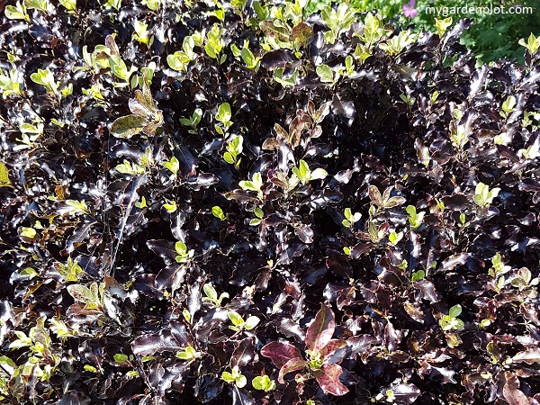 Pittosporum tenuifolium ‘Tom Thumb’ (photo by Rosana Brien / My Garden Plot)