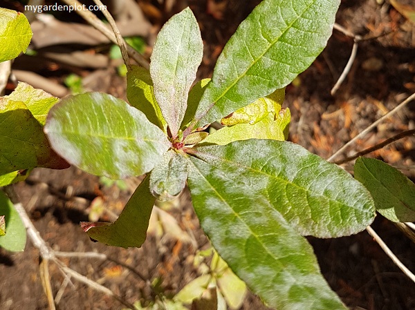 Powdery Mildew On Rhododendron Foliage (photo by Rosana Brien / My Garden Plot)