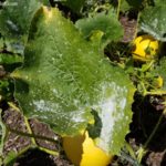 Powdery Mildew Problem