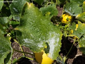 Powdery Mildew On Foliage Of Squash Plant (photo by Rosana Brien / My Garden Plot)