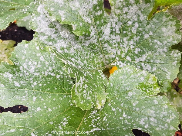 Powdery Mildew On Foliage Of Zucchini (photo by Rosana Brien / My Garden Plot)