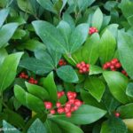 Growing Skimmia Japonica