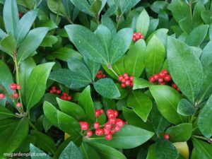 Skimmia japonica (Japanese Skimmia) Red Berries (photo by Rosana Brien / My Garden Plot)