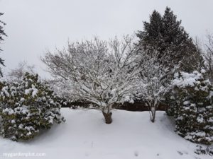 Winter Garden With Snow Covered Rhododendrons, Japanese Maples And Flowering Dogwood Trees (photo by Rosana Brien / My Garden Plot)