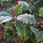 Holly Bush Care