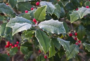 Holly Bush With Winter Frost (Photo By Liz West)