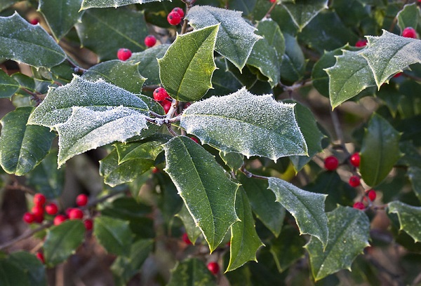 Holly bush on sale