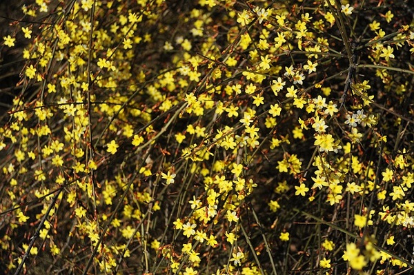 How To Grow And Prune Winter Jasmine Yellow Flowers Vine