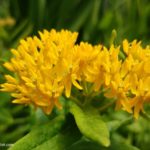 Asclepias Tuberosa – Butterfly Weed