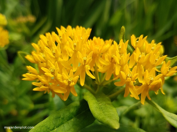 You are currently viewing Asclepias Tuberosa – Butterfly Weed