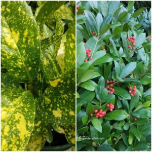 Dioecious Plants: Aucuba And Skimmia (photo by Rosana Brien / My Garden Plot)