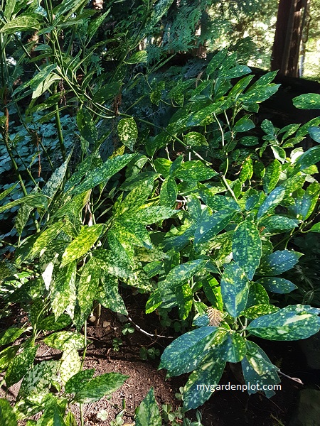 Straggly Aucuba Shrub (photo by Rosana Brien / My Garden Plot)