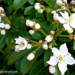 Choisya Mexican Orange Blossom