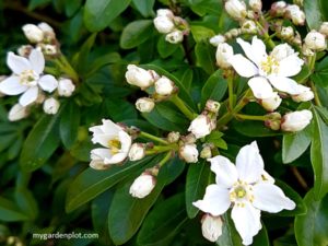 Read more about the article Choisya Mexican Orange Blossom