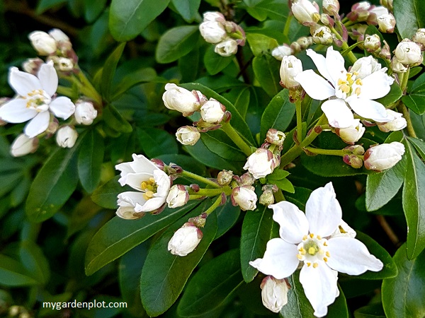 You are currently viewing Choisya Mexican Orange Blossom