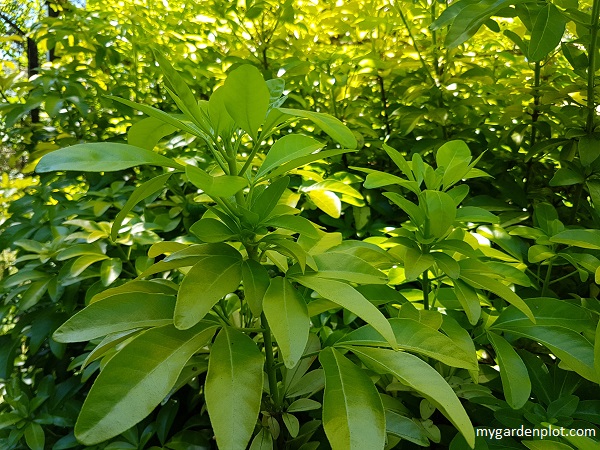 Choisya ternate: Mexican Orange Blossom, Mexican Mock Orange (photo by Rosana Brien / My Garden Plot)