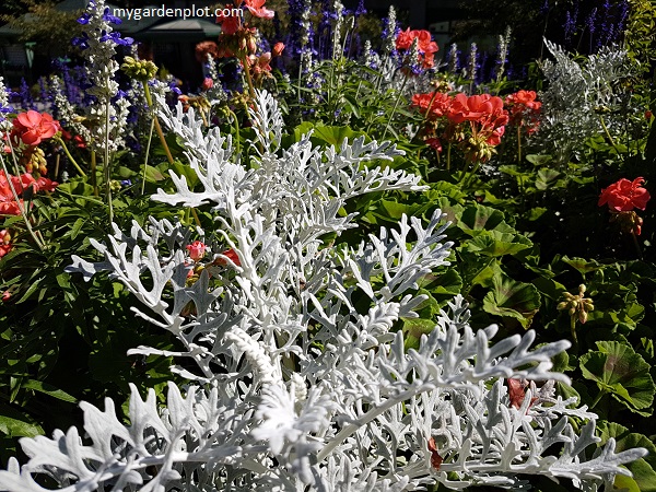 Dusty Miller In Summer Garden Beds (photo by Rosana Brien / My Garden Plot)