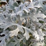 Dusty Miller Plant