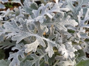Read more about the article Dusty Miller Plant
