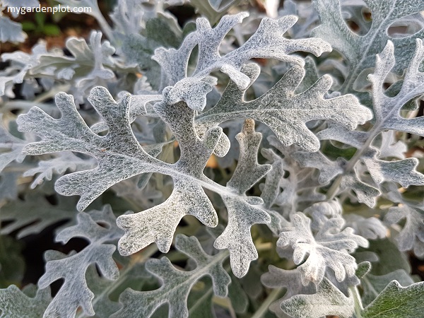 You are currently viewing Dusty Miller Plant