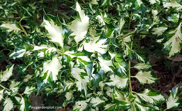 Ilex aquifolium 'Crinkle’ - Crinkle Variegated English Holly (photo by Rosana Brien / My Garden Plot)