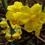 Winter Jasmine Care