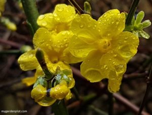 Jasminum nudiflorum - Winter Jasmine (photo by Rosana Brien / My Garden Plot)