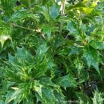 Variegated False Holly - Osmanthus heterophyllus 'Goshiki' (photo by Rosana Brien / My Garden Plot)
