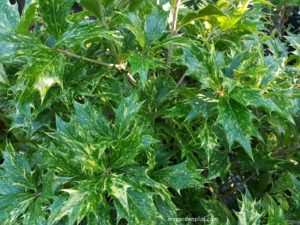 Variegated False Holly - Osmanthus heterophyllus 'Goshiki' (photo by Rosana Brien / My Garden Plot)
