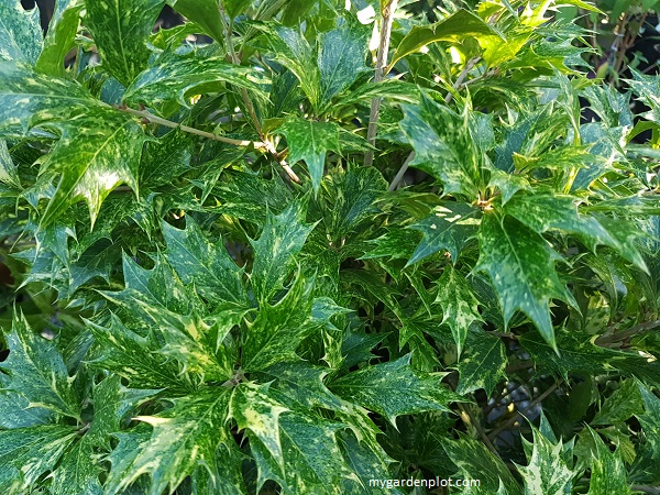 You are currently viewing Osmanthus Heterophyllus False Holly