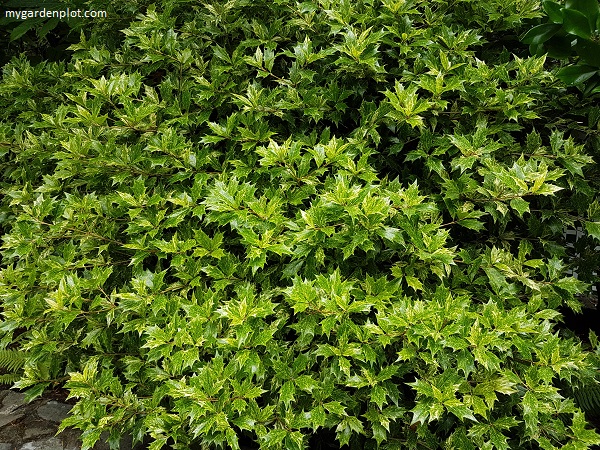 Osmanthus heterophyllus 'Goshiki' False Holly Shrub (photo by Rosana Brien / My Garden Plot)