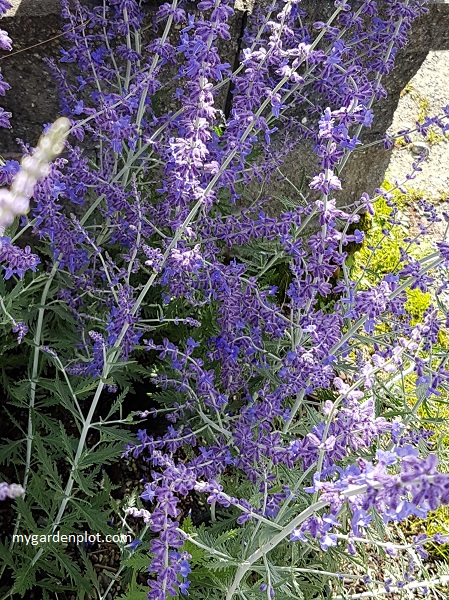 Perovskia atriplicifolia - Russian Sage (photo by Rosana Brien / My Garden Plot)