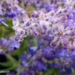 How To Grow Russian Sage