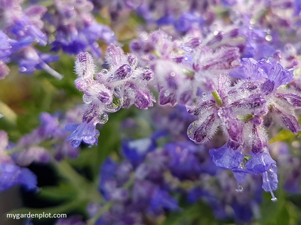 You are currently viewing How To Grow Russian Sage