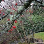What To Do In The Garden In January